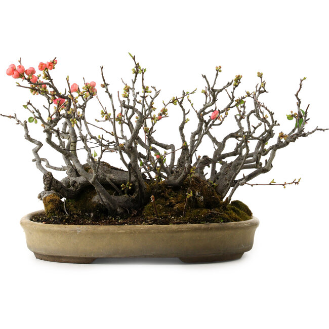 Chaenomeles speciosa Boke, 32 cm, ± 40 years old