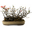 Chaenomeles speciosa Boke, 32 cm, ± 40 Jahre alt