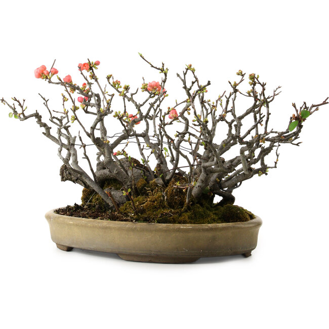 Chaenomeles speciosa Boke, 32 cm, ± 40 anni