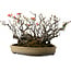 Chaenomeles speciosa Boke, 32 cm, ± 40 años de edad