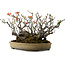 Chaenomeles speciosa Boke, 32 cm, ± 40 jaar oud