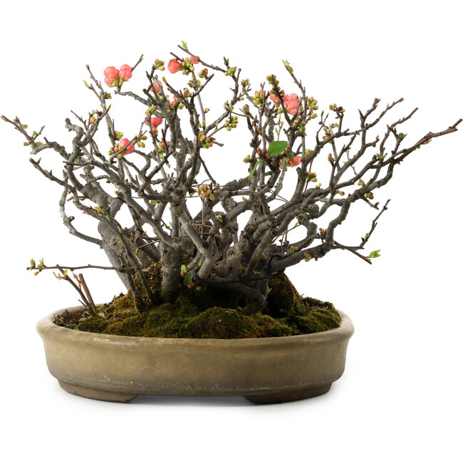 Chaenomeles speciosa Boke, 32 cm, ± 40 años de edad