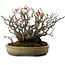 Chaenomeles speciosa Boke, 32 cm, ± 40 años de edad