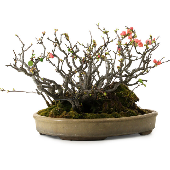 Chaenomeles speciosa Boke, 32 cm, ± 40 years old