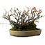 Chaenomeles speciosa Boke, 32 cm, ± 40 años de edad