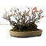 Chaenomeles speciosa Boke, 32 cm, ± 40 years old