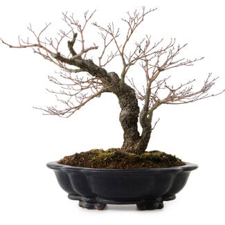Acer palmatum Arakawa, 35 cm, ± 20 years old