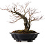Acer palmatum Arakawa, 35 cm, ± 20 ans, avec un nebari de 8 cm