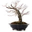 Acer palmatum Arakawa, 35 cm, ± 20 años, con un nebari de 8 cm