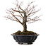 Acer palmatum Arakawa, 35 cm, ± 20 anni, con nebari di 8 cm