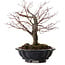 Acer palmatum Arakawa, 35 cm, ± 20 years old, with a nebari of 8 cm