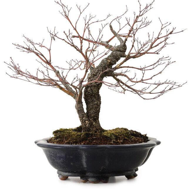 Acer palmatum Arakawa, 35 cm, ± 20 años, con un nebari de 8 cm