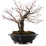 Acer palmatum Arakawa, 35 cm, ± 20 años, con un nebari de 8 cm