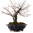 Acer palmatum Arakawa, 35 cm, ± 20 ans, avec un nebari de 8 cm