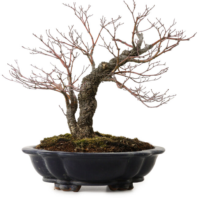 Acer palmatum Arakawa, 35 cm, ± 20 años, con un nebari de 8 cm