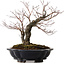 Acer palmatum Arakawa, 35 cm, ± 20 ans, avec un nebari de 8 cm