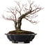 Acer palmatum Arakawa, 35 cm, ± 20 years old, with a nebari of 8 cm