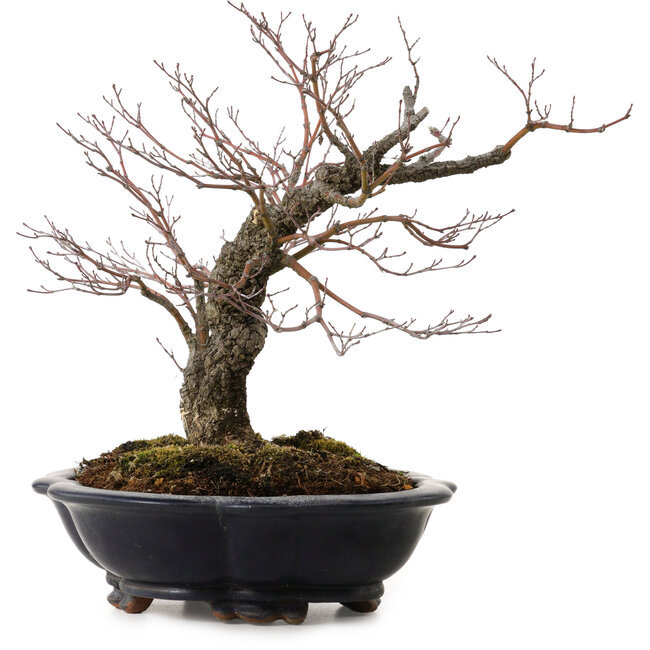 Acer palmatum Arakawa, 35 cm, ± 20 anni, con nebari di 8 cm