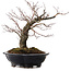 Acer palmatum Arakawa, 35 cm, ± 20 Jahre alt, mit einem Wurzelhals von 8 cm