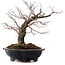 Acer palmatum Arakawa, 35 cm, ± 20 years old, with a nebari of 8 cm