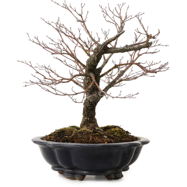 Acer palmatum Arakawa, 35 cm, ± 20 years old, with a nebari of 8 cm