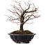 Acer palmatum Arakawa, 35 cm, ± 20 years old, with a nebari of 8 cm