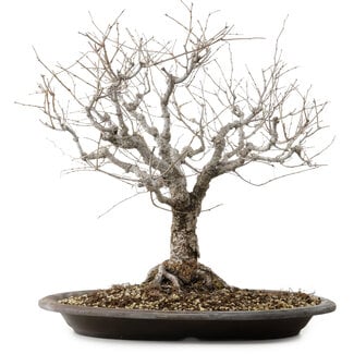 Zelkova serrata, 36 cm, ± 20 years old