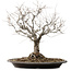 Zelkova serrata, 36 cm, ± 20 ans, avec un nebari de 14 cm