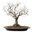 Zelkova serrata, 36 cm, ± 20 years old, with a nebari of 14 cm