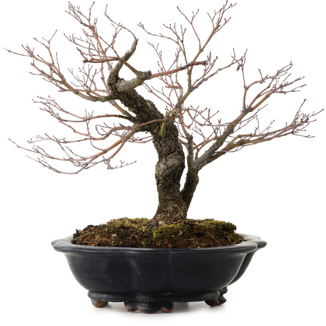 Acer palmatum Arakawa, 35 cm, ± 20 Jahre alt, mit einem Wurzelhals von 8 cm