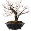 Acer palmatum Arakawa, 35 cm, ± 20 años, con un nebari de 8 cm