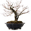Acer palmatum Arakawa, 35 cm, ± 20 years old, with a nebari of 8 cm