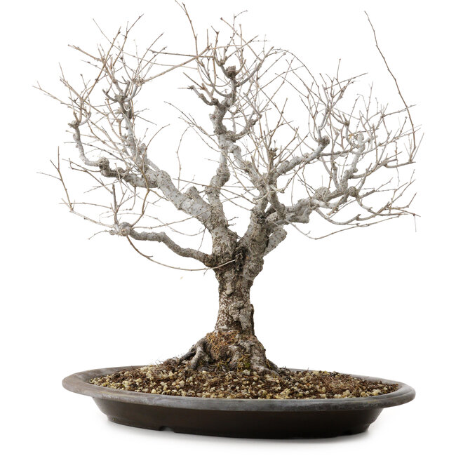 Zelkova serrata, 36 cm, ± 20 años de edad, con un nebari de 14 cm