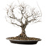 Zelkova serrata, 36 cm, ± 20 ans, avec un nebari de 14 cm