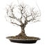 Zelkova serrata, 36 cm, ± 20 years old, with a nebari of 14 cm