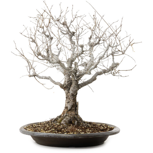 Zelkova serrata, 36 cm, ± 20 Jahre alt, mit einem Nebari von 14 cm
