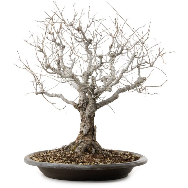 Zelkova serrata, 36 cm, ± 20 years old, with a nebari of 14 cm