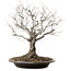 Zelkova serrata, 36 cm, ± 20 ans, avec un nebari de 14 cm