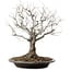 Zelkova serrata, 36 cm, ± 20 years old, with a nebari of 14 cm
