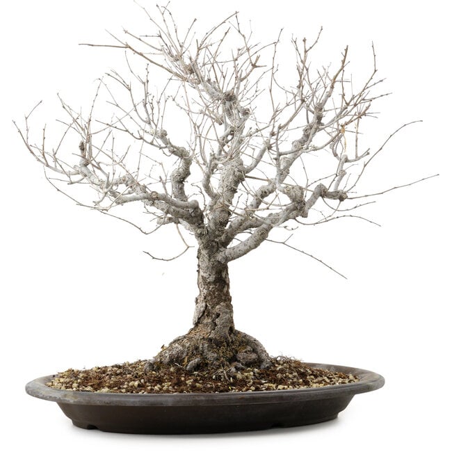 Zelkova serrata, 36 cm, ± 20 years old, with a nebari of 14 cm