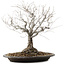 Zelkova serrata, 36 cm, ± 20 Jahre alt, mit einem Nebari von 14 cm