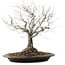 Zelkova serrata, 36 cm, ± 20 years old, with a nebari of 14 cm