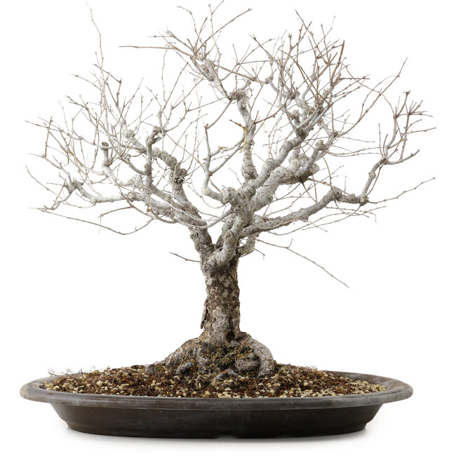 Zelkova serrata, 36 cm, ± 20 Jahre alt, mit einem Nebari von 14 cm