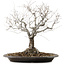 Zelkova serrata, 36 cm, ± 20 años de edad, con un nebari de 14 cm
