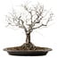 Zelkova serrata, 36 cm, ± 20 years old, with a nebari of 14 cm