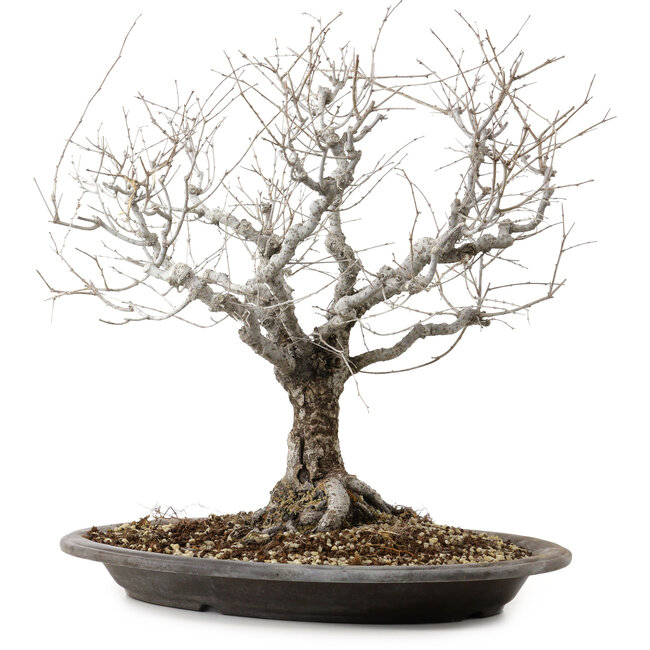 Zelkova serrata, 36 cm, ± 20 Jahre alt, mit einem Nebari von 14 cm