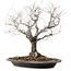 Zelkova serrata, 36 cm, ± 20 ans, avec un nebari de 14 cm
