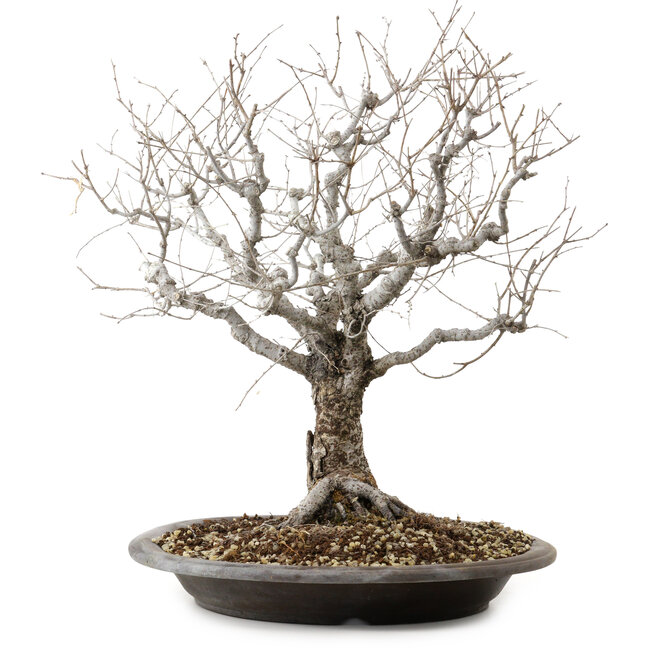Zelkova serrata, 36 cm, ± 20 años de edad, con un nebari de 14 cm