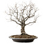 Zelkova serrata, 36 cm, ± 20 anni, con nebari di 14 cm
