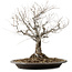 Zelkova serrata, 36 cm, ± 20 Jahre alt, mit einem Nebari von 14 cm